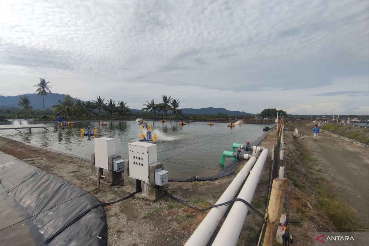Sistem budi daya udang berkelanjutan RI diminati investor Jepang