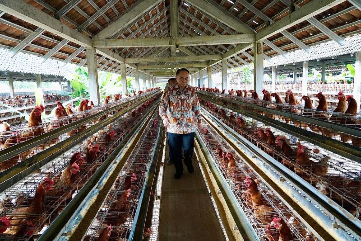 Menkop: Koperasi telur membantu stabilkan harga jelang Ramadhan