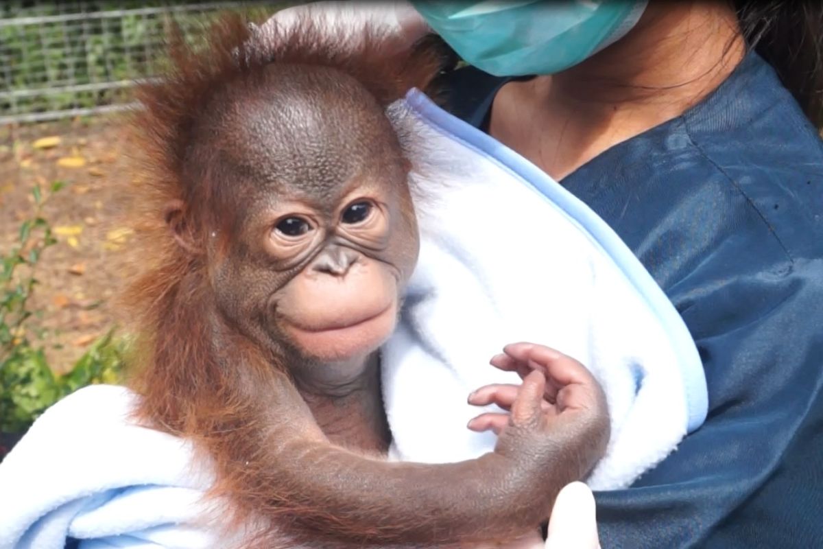 Bandung Zoo tambah koleksi satwa setelah kelahiran bayi orangutan