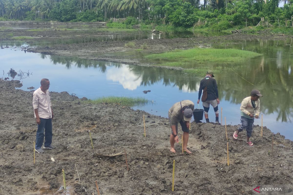 Restorasi mangrove untuk menebus dosa masa lalu di Lalombi