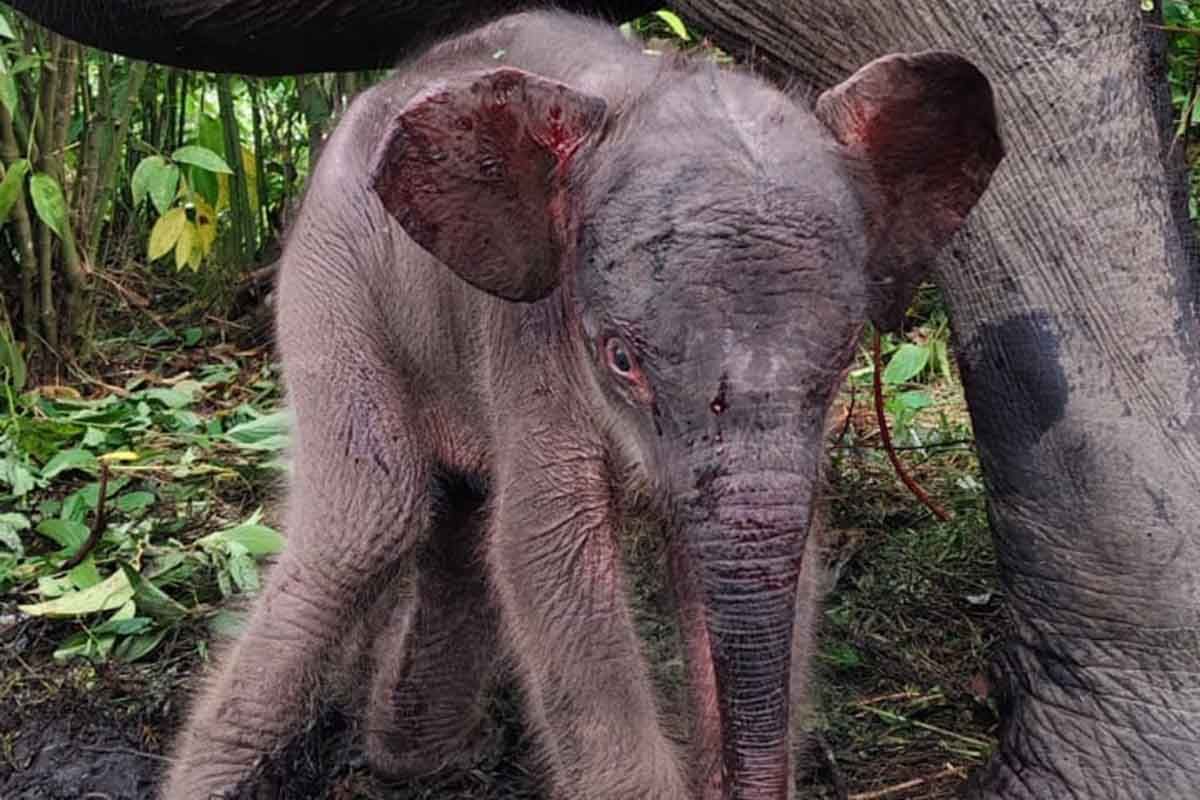 Bayi gajah sumatra lahir di CRU Peusangan Bener Meriah, begini kondisinya