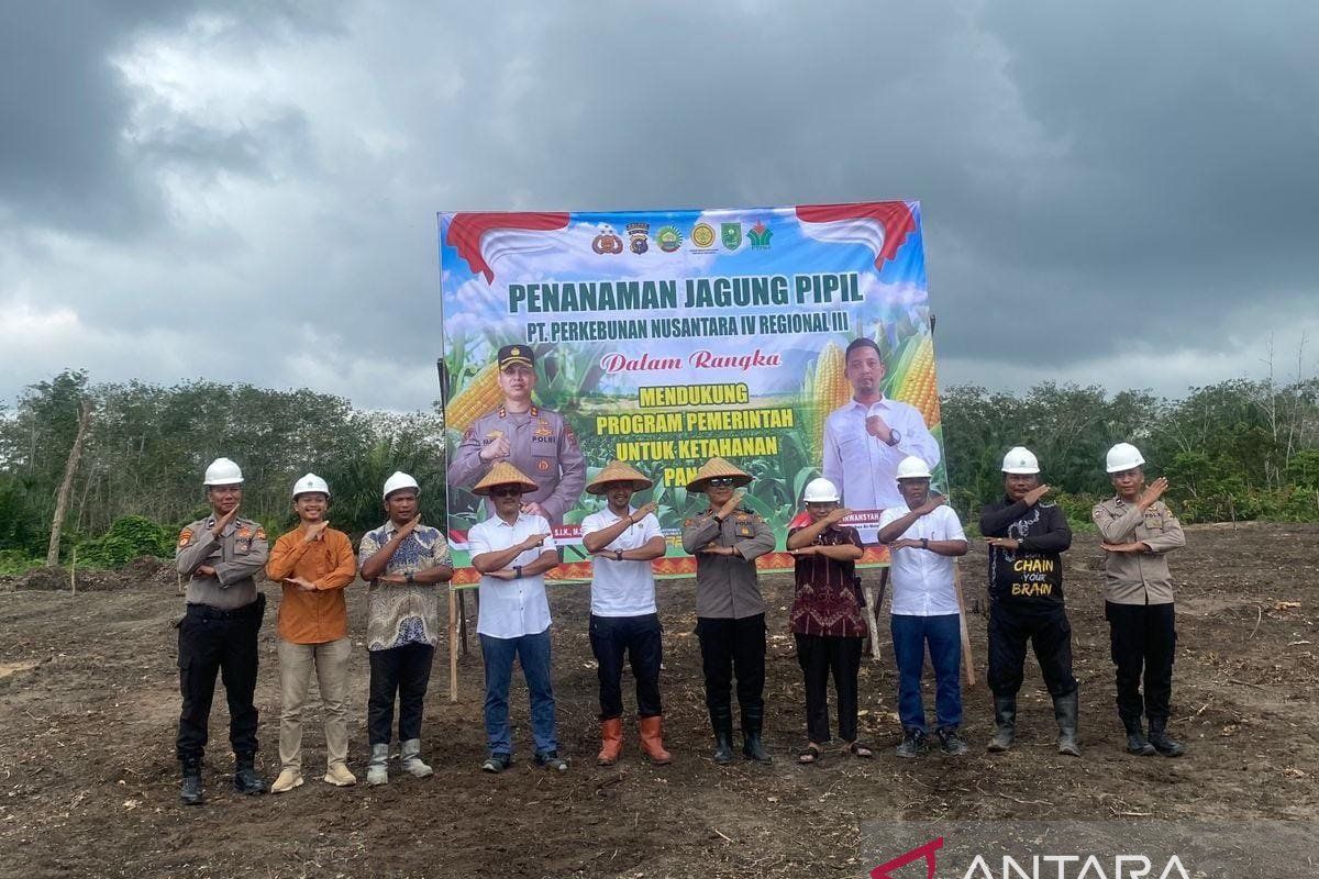 Sukses padi gogo, PTPN IV Regional III bersama Polri perkuat ketahanan pangan melalui budidaya jagung