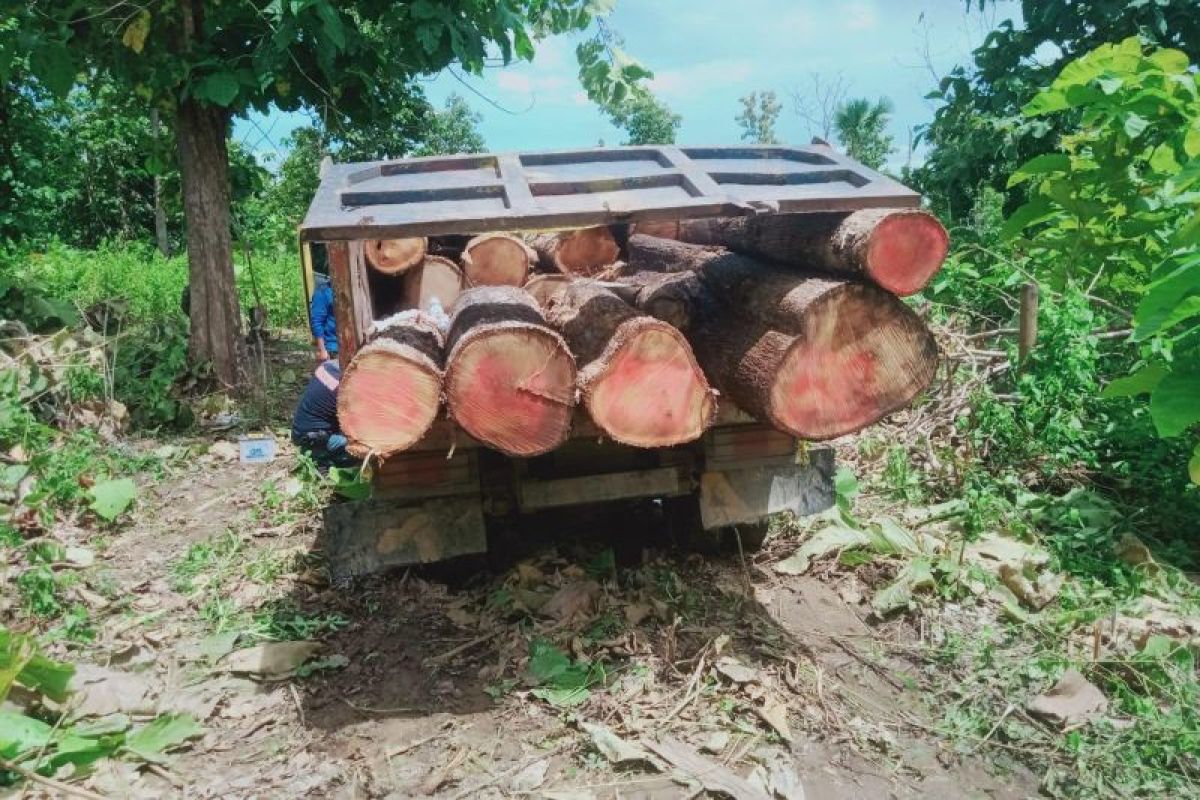 BBKSDA NTT tangkap enam pelaku penebangan pohon di Mutis Timau