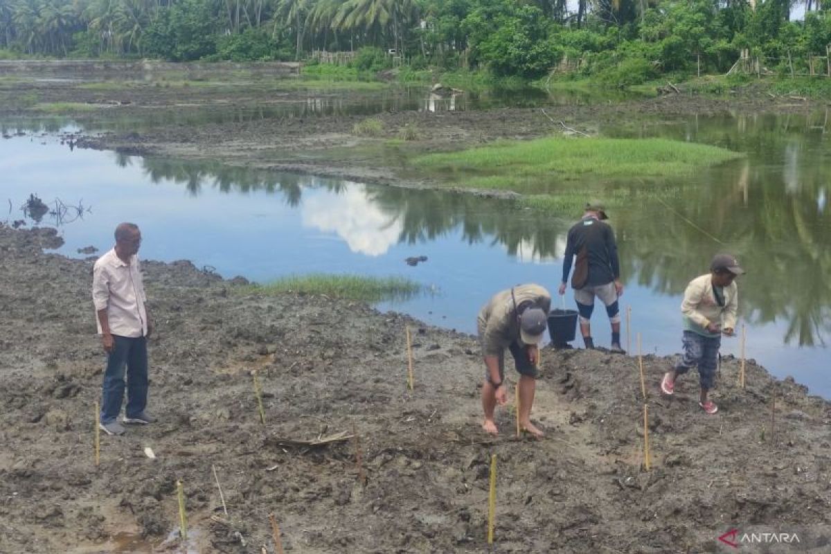 Restorasi mangrove untuk menebus dosa masa lalu di Lalombi, Sulteng