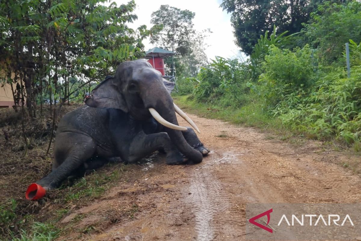 PIKG Jambi pelihara 5 gajah jadi wahana edukasi & penghalau gajah liar