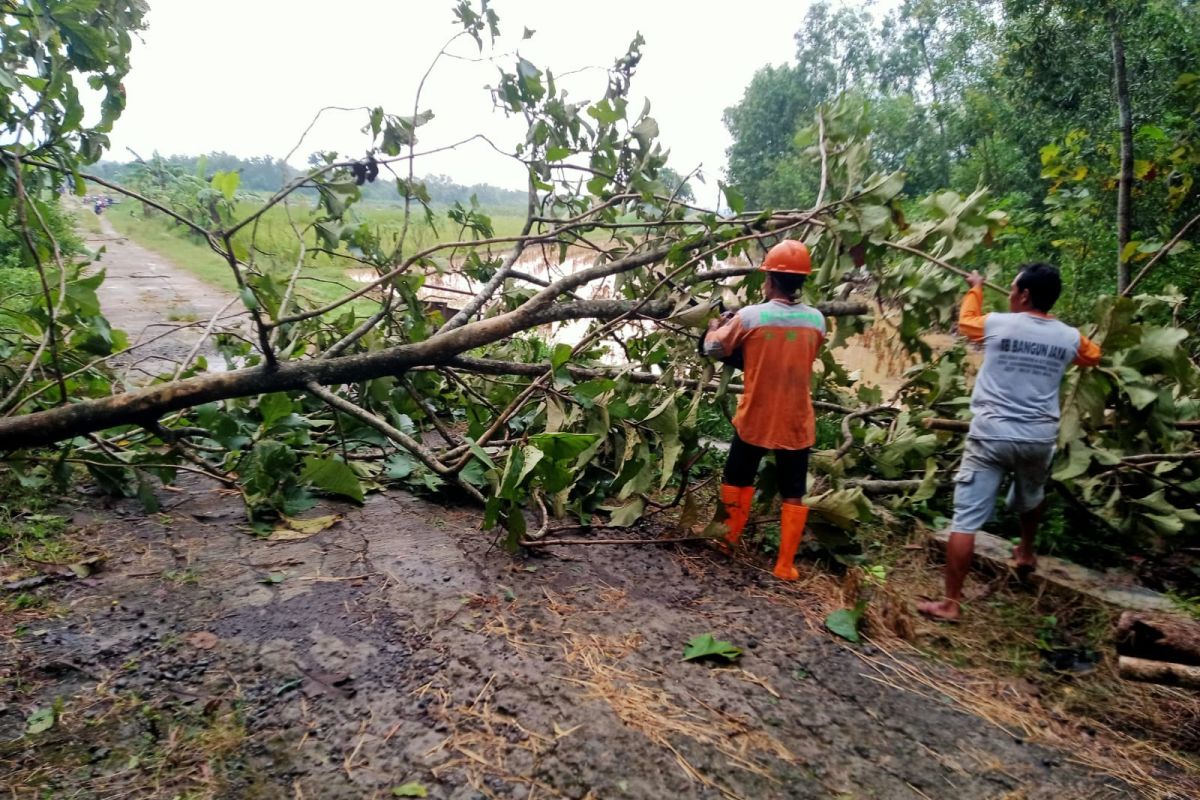 BNPB: Hidrometeorologi basah di sejumlah daerah picu korban jiwa hingga bangunan rusak