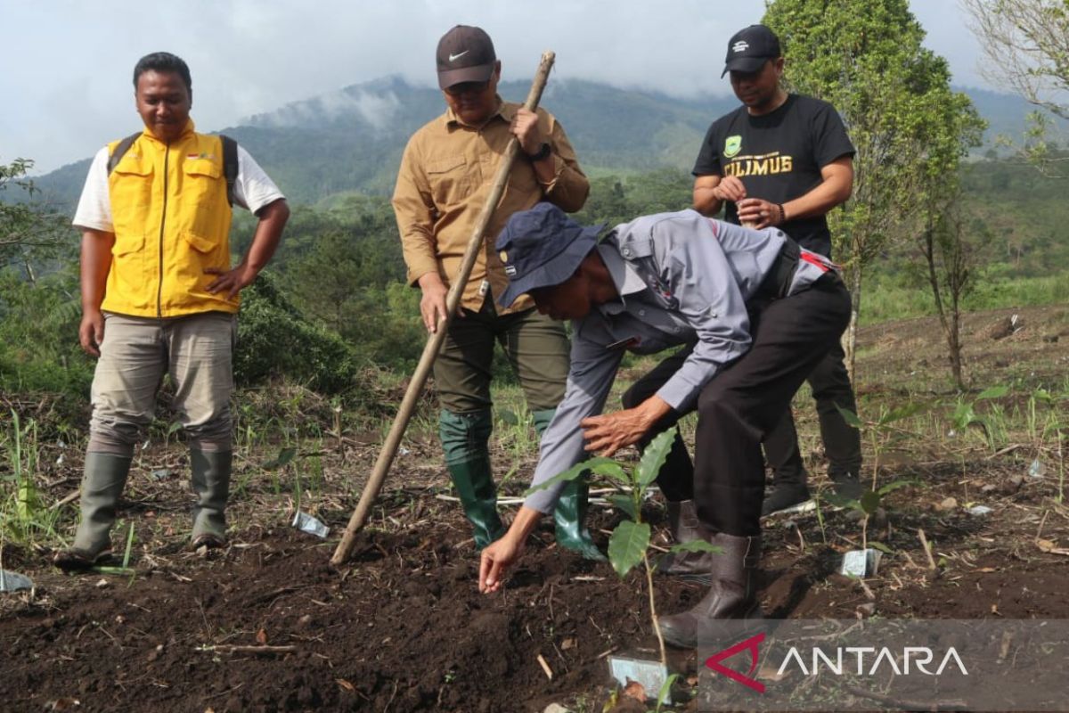 Pemkab Kuningan perluas program tumpang sari kopi-padi di lahan kering