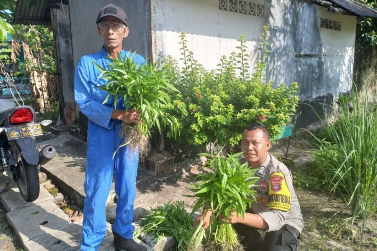 Polsek Belakangpadang panen kangkung dari program ketahanan pangan