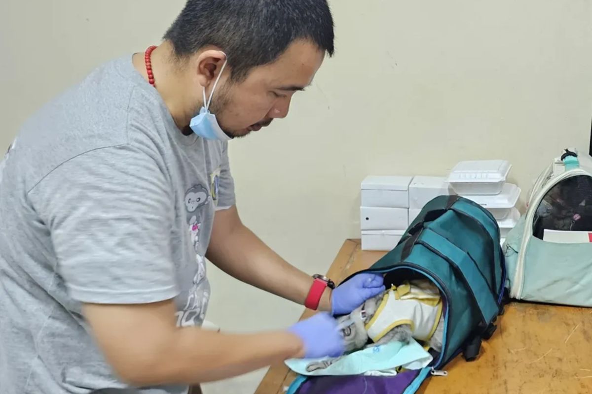 DKI kemarin, DKI kurangi jam belajar  hingga sterilisasi kucing