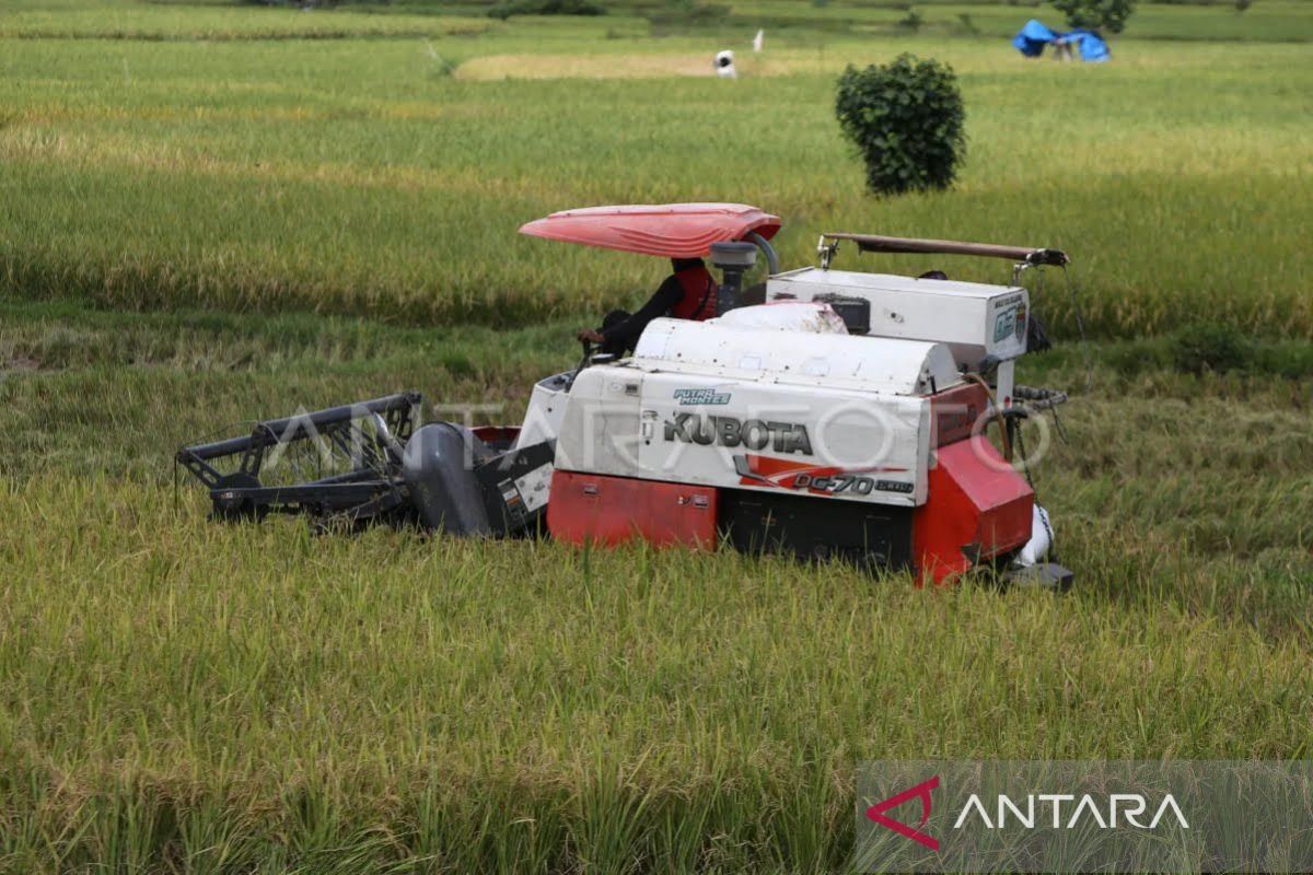 Aceh optimis capai target produksi 1,69 juta ton padi pada 2025