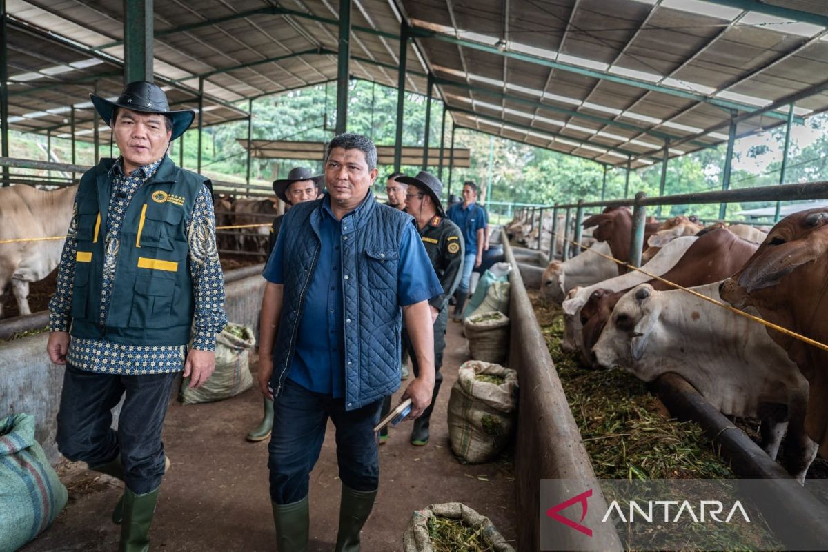 Jelang Ramadhan, Barantin pastikan sapi Australia di RI bebas penyakit