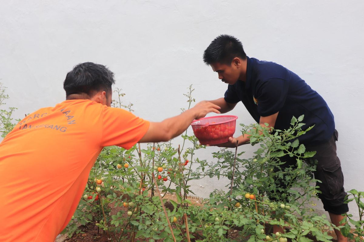 Rutan Serang optimalkan lahan sempit untuk ketersediaan pangan