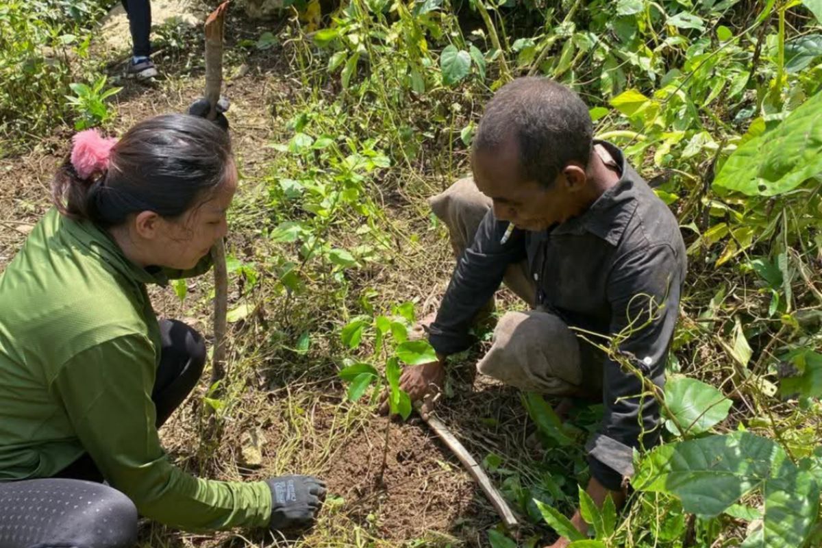 BPOLBF berkomitmen dukung kelestarian Parapuar melalui penanaman pohon