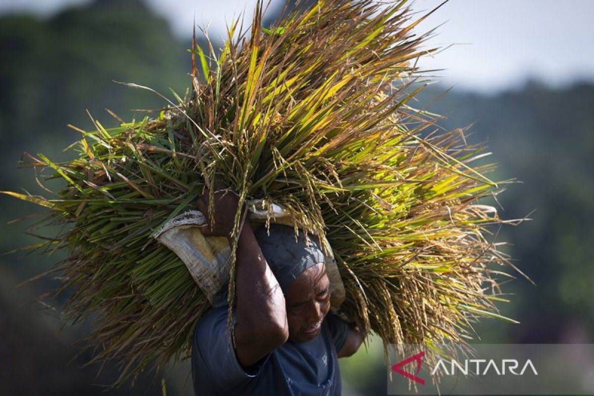 Menteri Indonesia optimis mencapai tujuan swasembada pangan segera