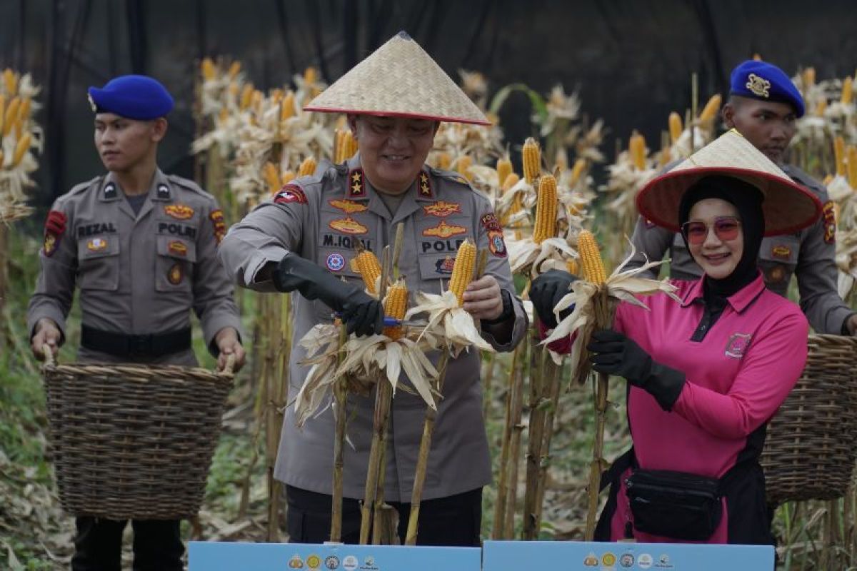 Panen Raya Polda Riau hasilkan 156,6 ton jagung pipil