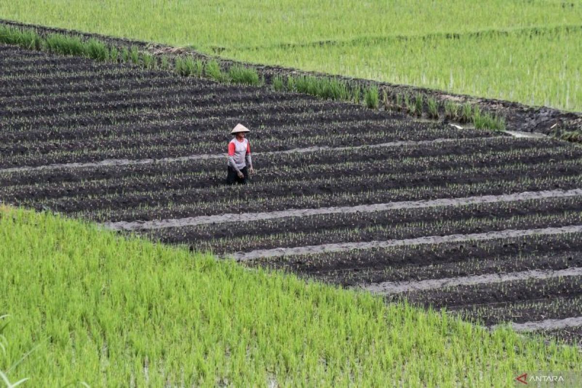 Ekonomi Jatim tumbuh 5,23 persen pada triwulan II 2025