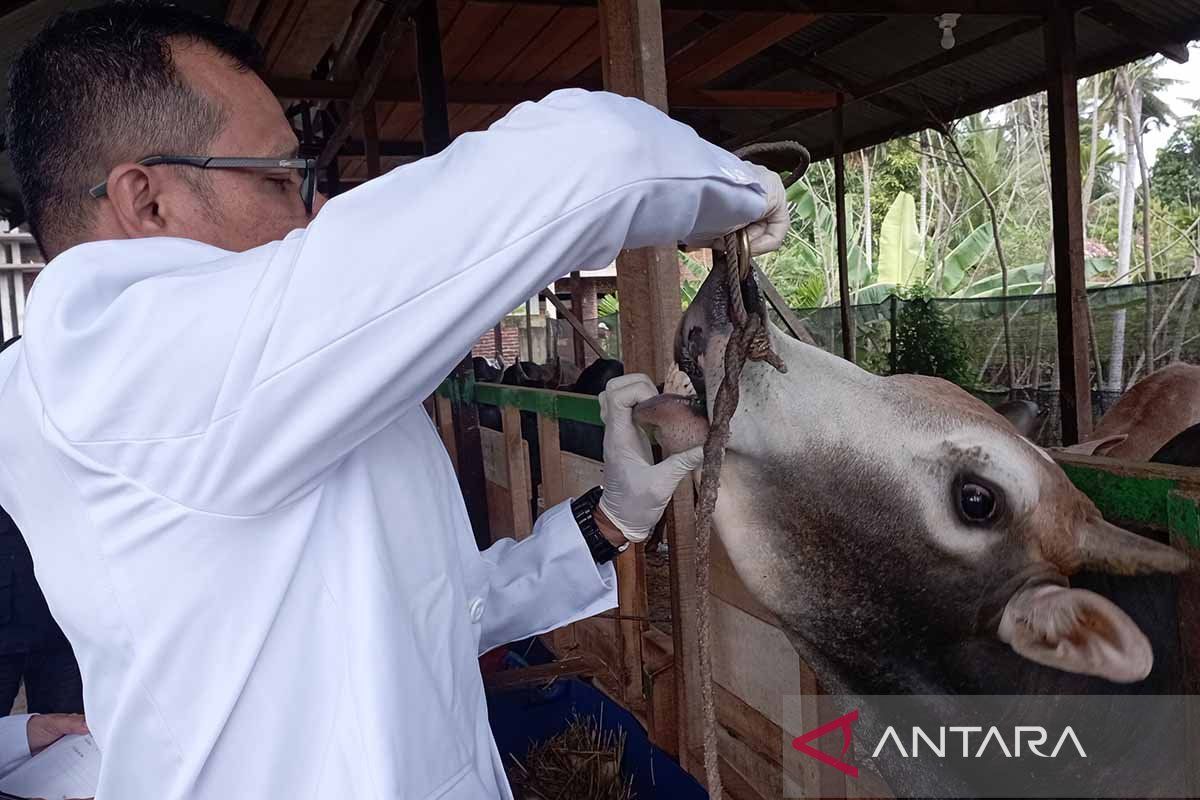 Disnak Aceh turunkan tim periksa hewan ternak meugang Ramadhan