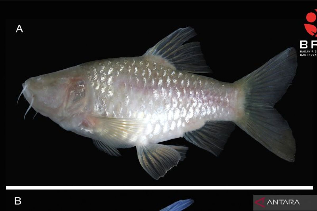 Indonesia's BRIN discovers new blind cave fish species in West Java