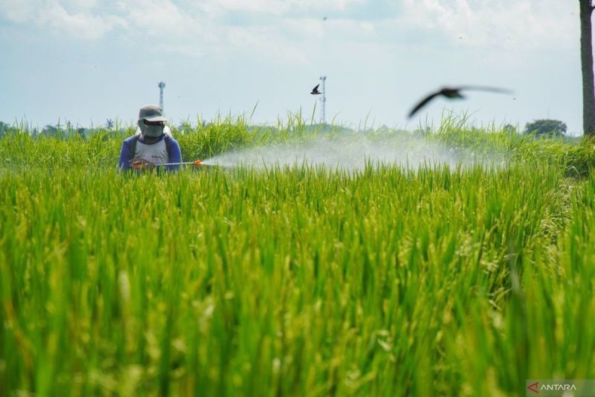 CIPS merekomendasikan peningkatan produksi pertanian dengan adopsi teknologi