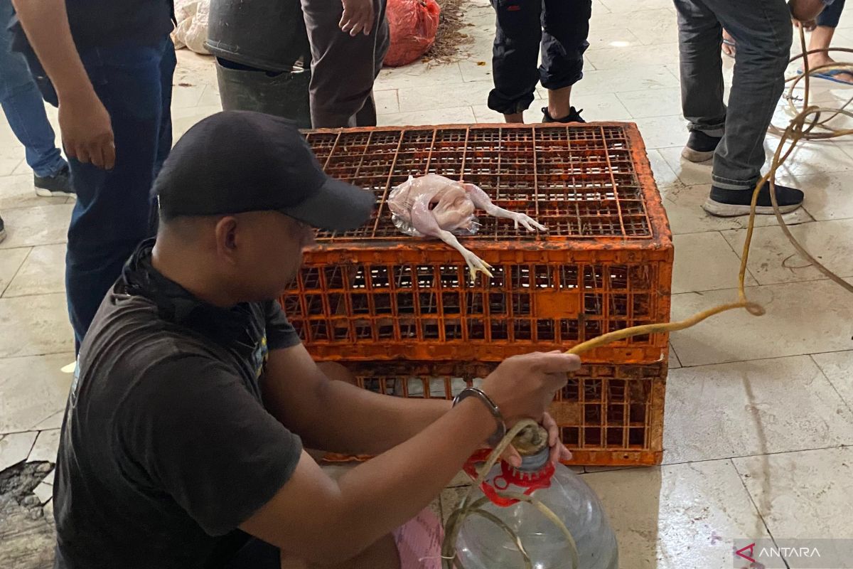 Kriminal sepekan, ayam gelonggongan hingga pemilik ruko tewas dicor