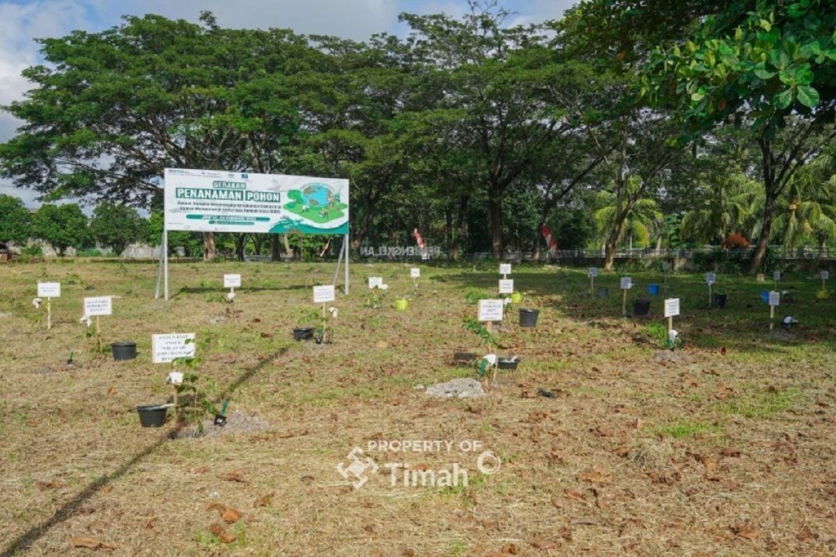 PT Timah kolaborasi dengan PLN dan METI tanam 1.500 pohon angsana di Sungailiat