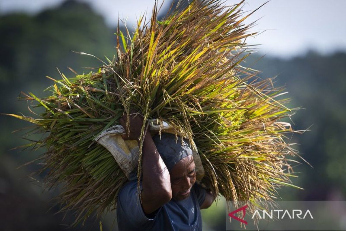 Indonesia eyes food self-sufficiency with record rice stocks