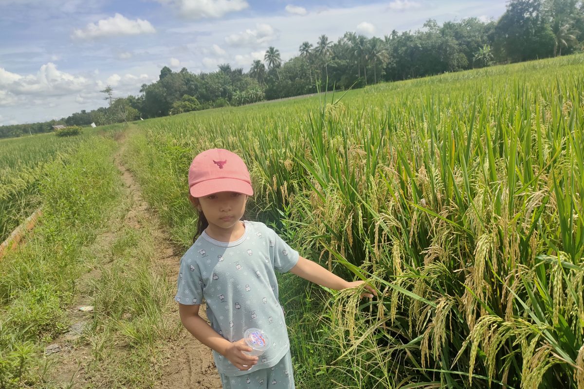Petani HST Kalsel hadapi tantangan serangan 