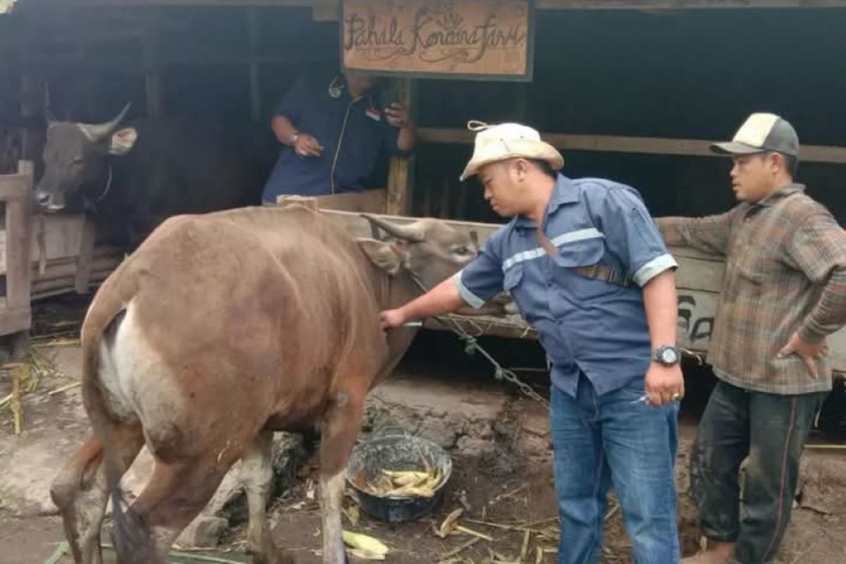 Distankan Rejang Lebong temukan 15 ekor sapi terjangkit virus jembrana