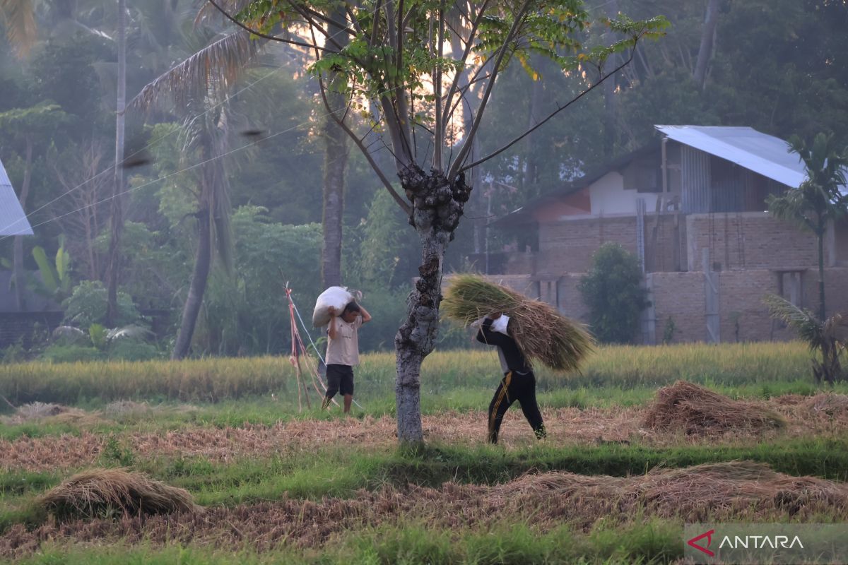 BPS perkirakan luas panen padi di Sumbar naik 13 persen