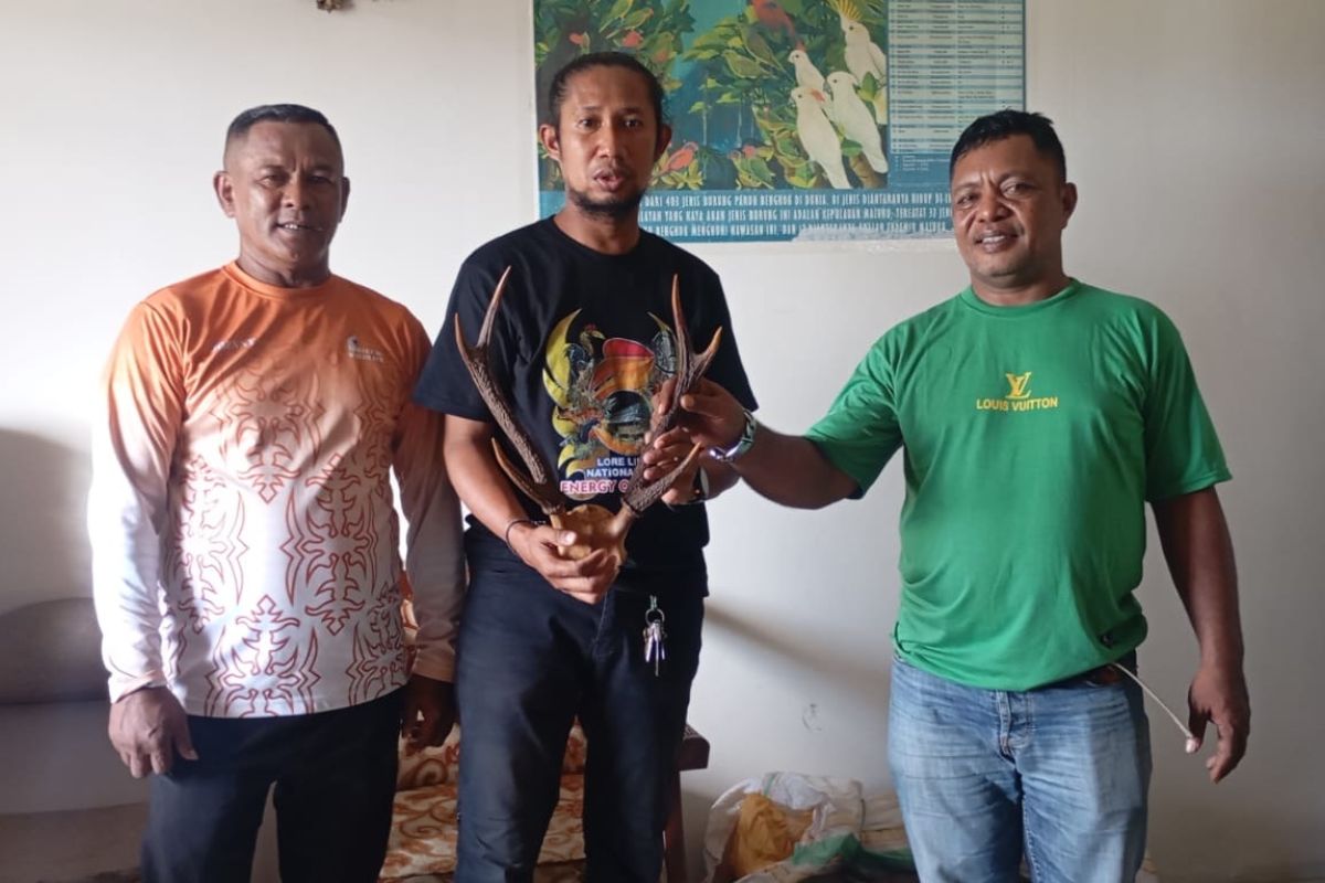 Petugas BKSDA Maluku kembali amankan opsetan tanduk rusa di Pelabuhan Ambon