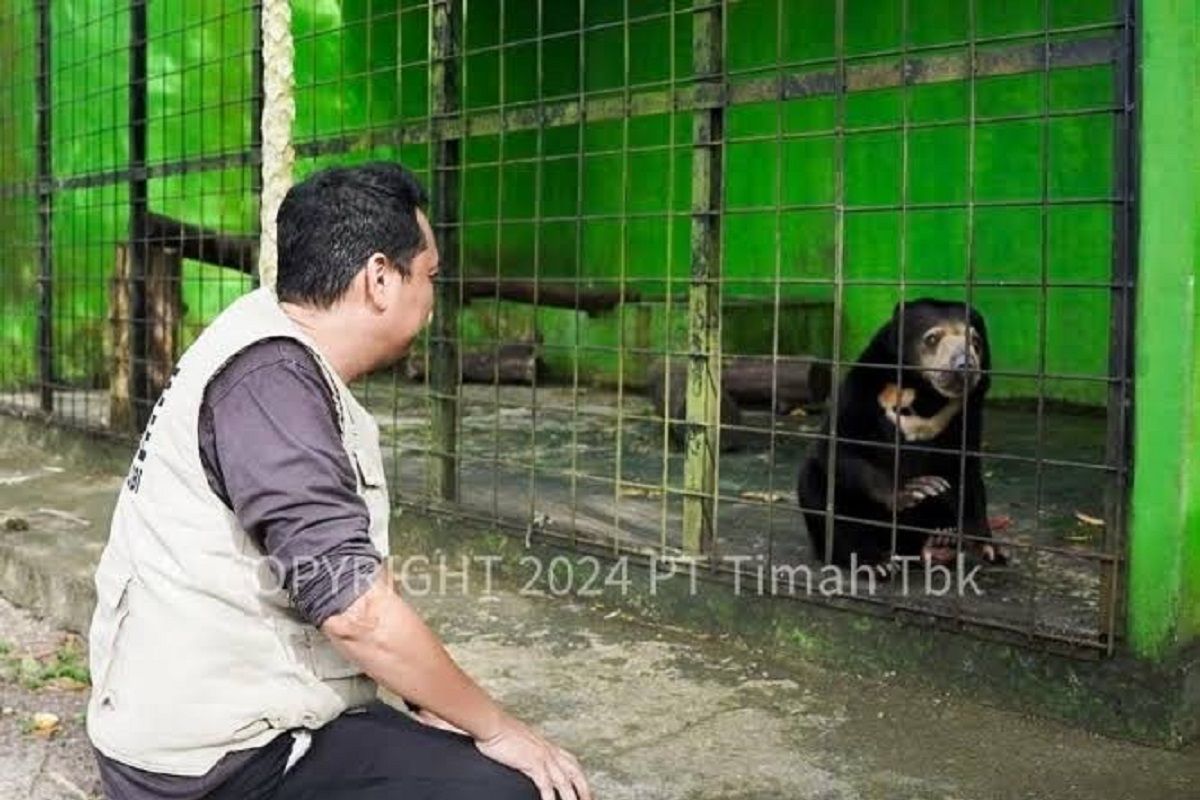 Alobi: Tambang timah ilegal marak picu konflik buaya dan manusia 