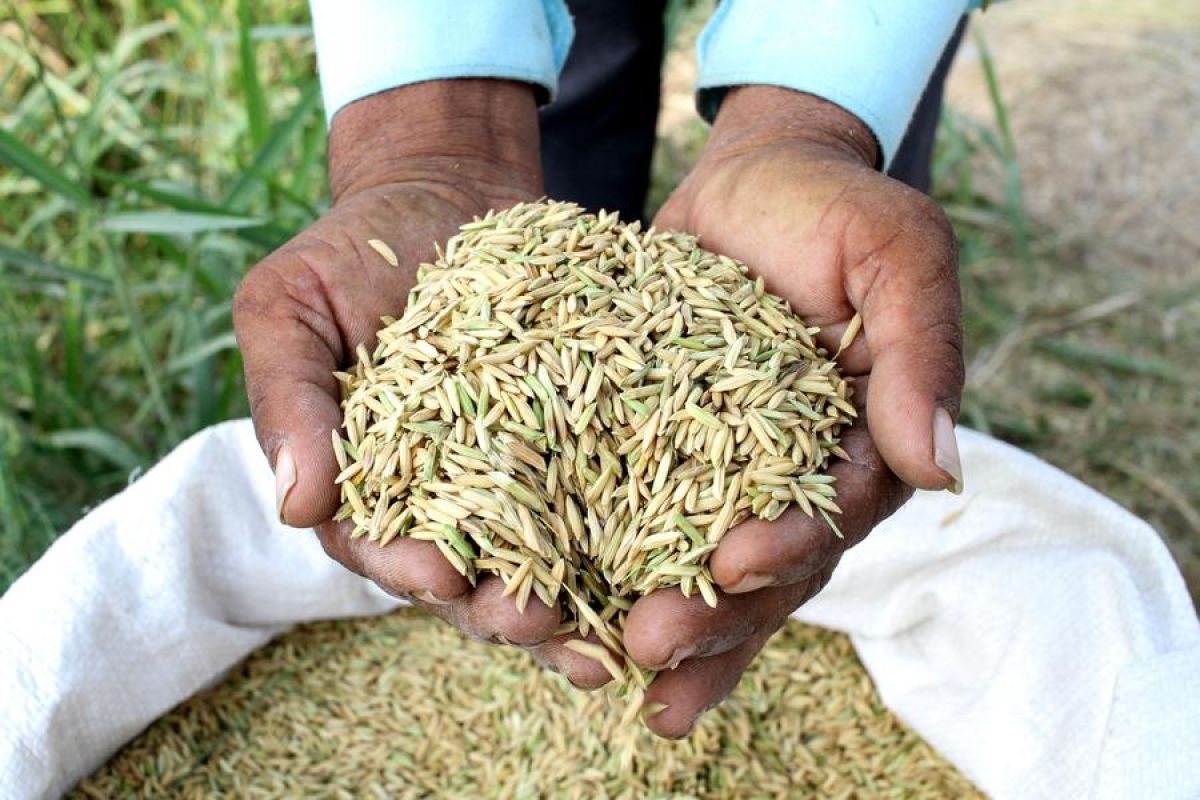 Indonesia butuh 4 juta ton beras dukung Program Makan Bergizi Gratis