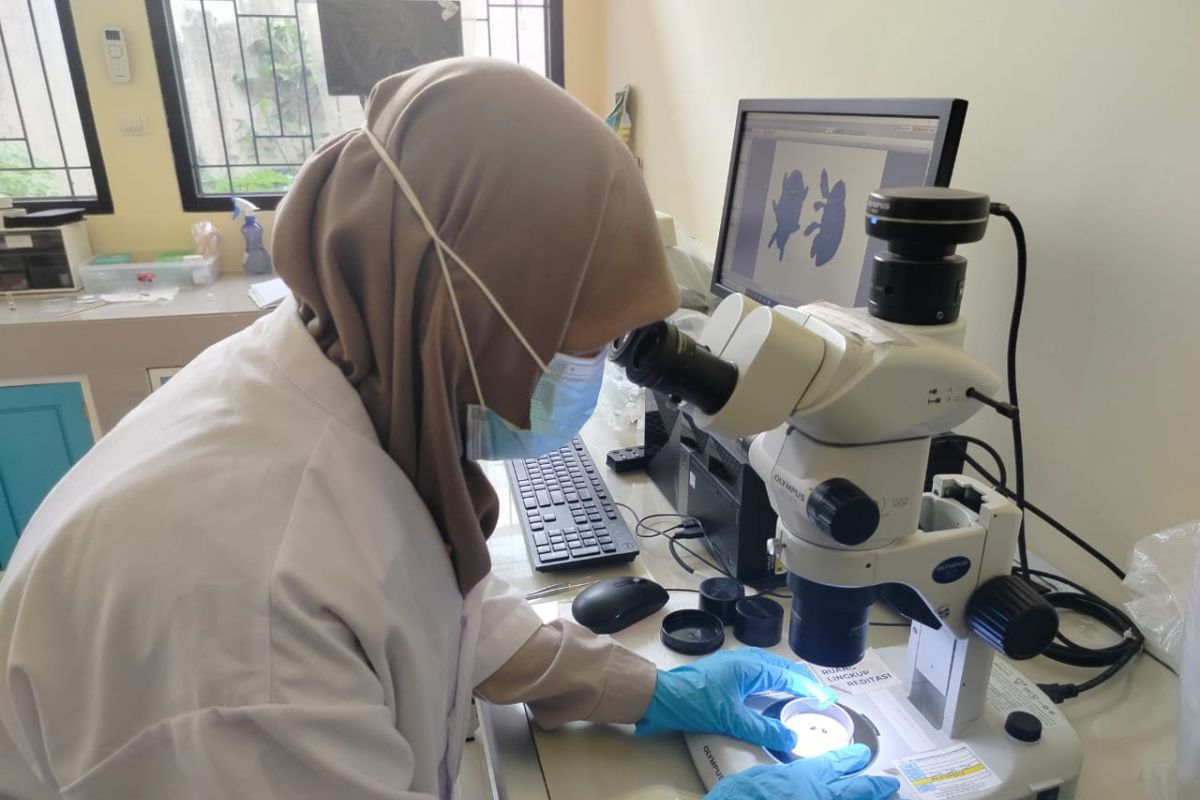 Sebelum dikirim ke luar, BKHIT Maluku periksa buah mangga cegah penyebaran OPTK