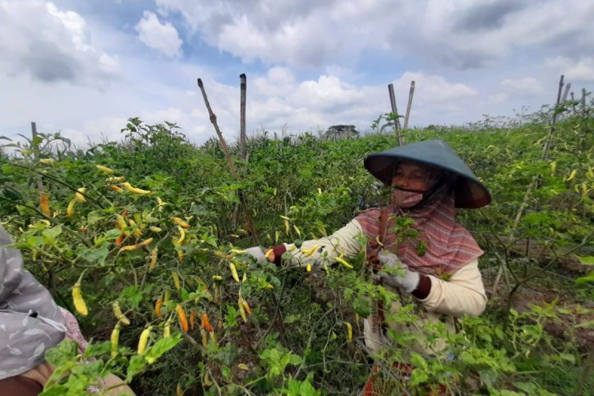 Dampak cuaca, harga cabai rawit di tingkat petani Tulungagung naik