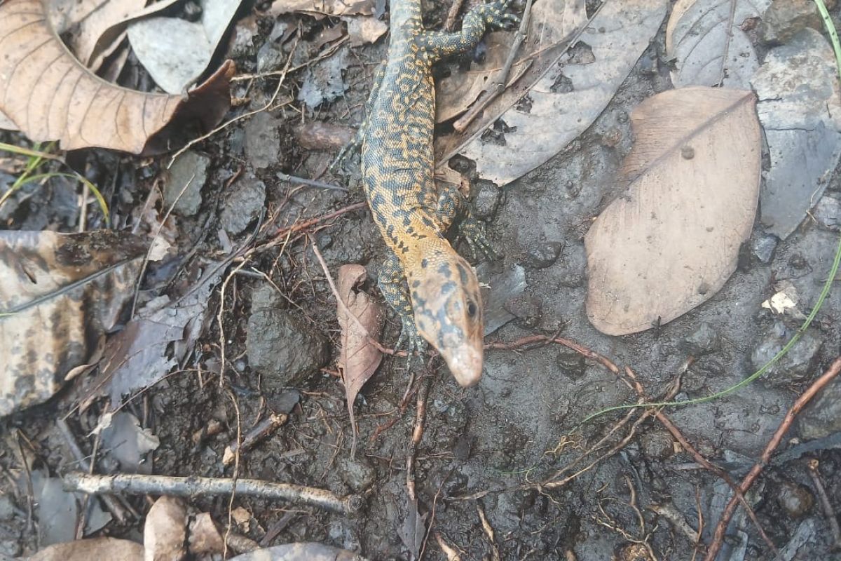 BKSDA Maluku terima penyerahan 22 satwa reptil dari petugas konservasi Ternate