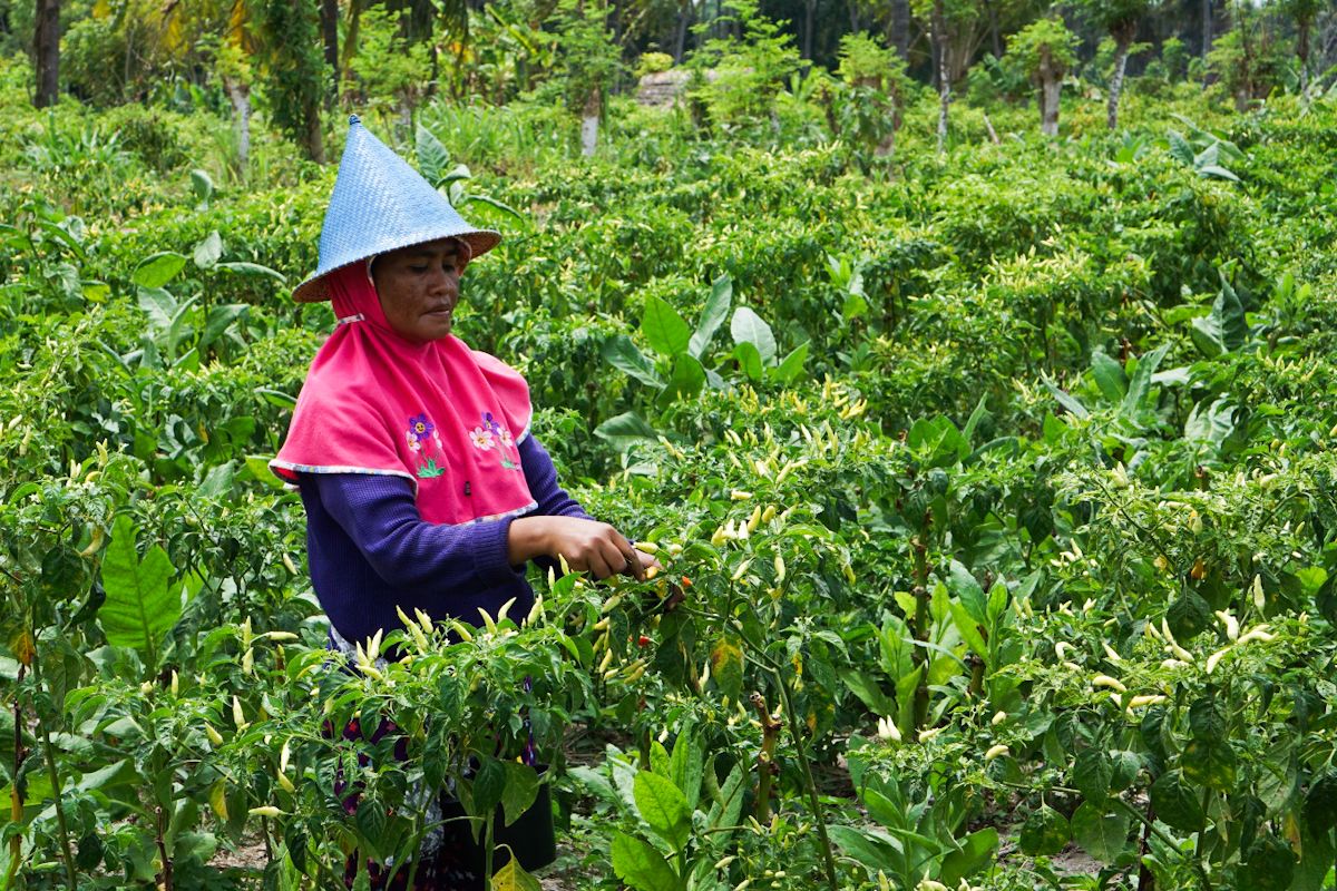 Sempat Rp200.000/kg, Kementan: Pasokan cabai di NTB kembali normal