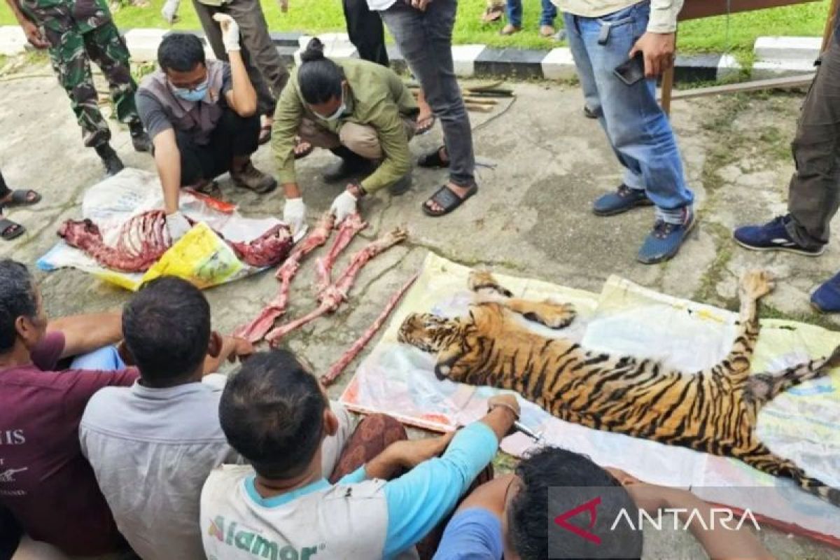 Kemenhut pastikan tindak tegas pelaku perburuan harimau Sumatera