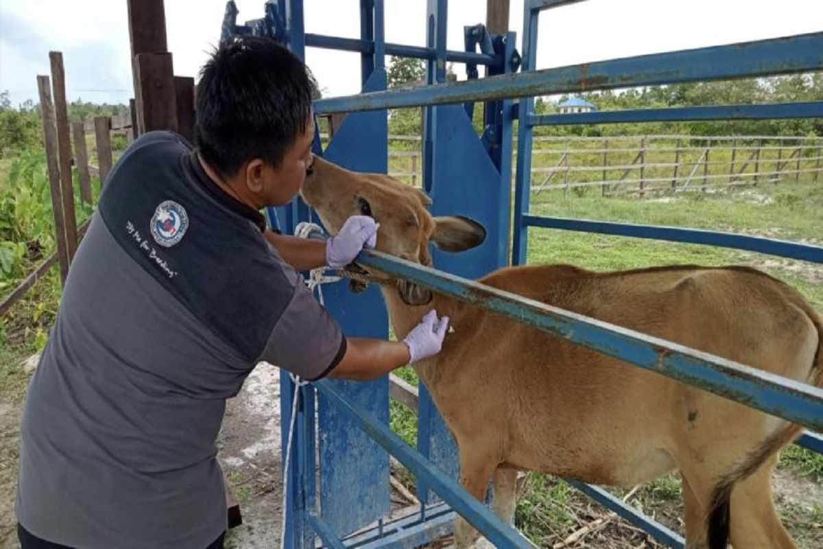 Dinas Pertanian Gumas gencarkan vaksinasi sapi cegah PMK