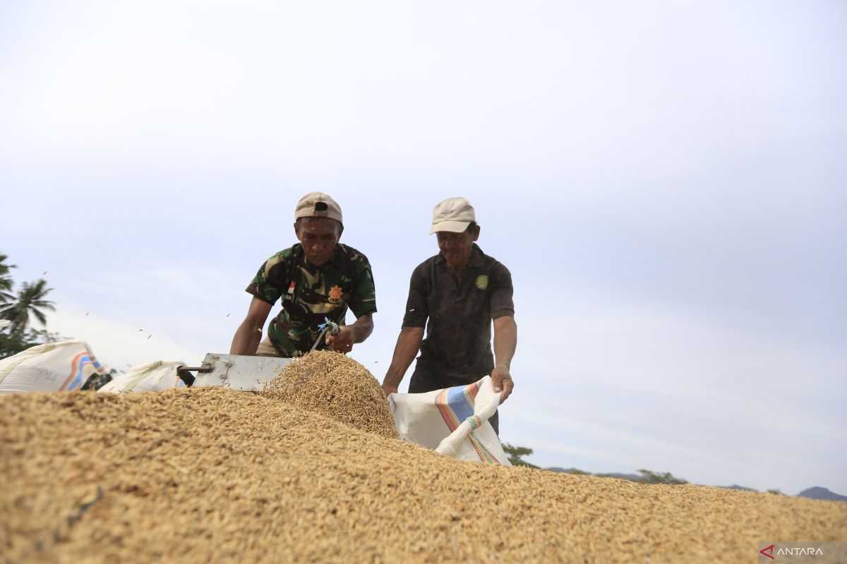 BPS mencatat pendapatan petani Gorontalo lebih besar dari pengeluaran