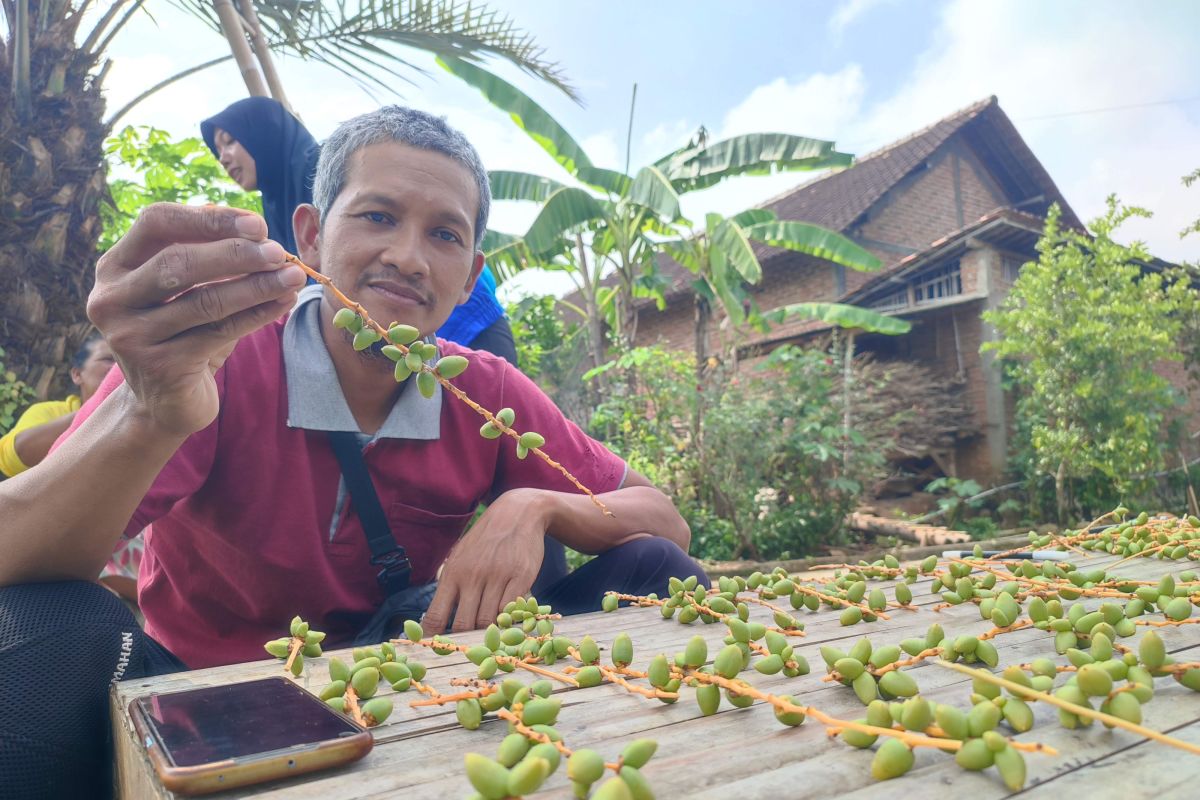 Warga Ponorogo bagikan ribuan kurma gratis hasil panenan sendiri