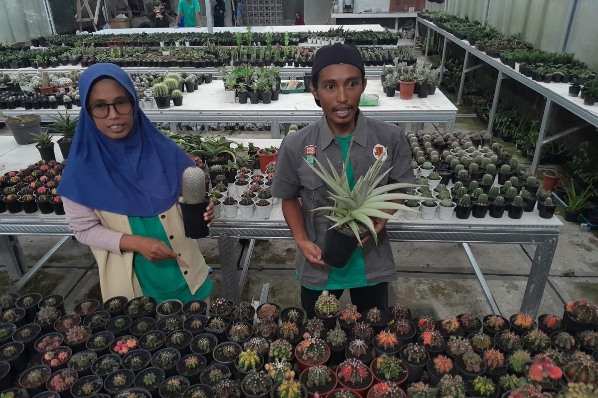 Arid Zona menyemai bisnis jangka panjang kaktus