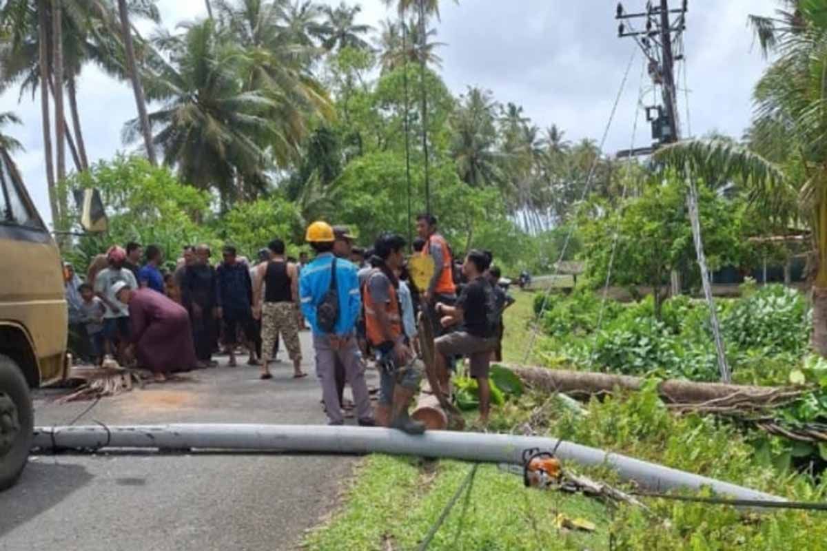 Warga Simeulue meninggal dunia tertimpa pohon kelapa