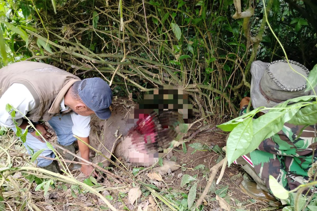Ternak warga Tigo Balai Agam mati dimangsa harimau 