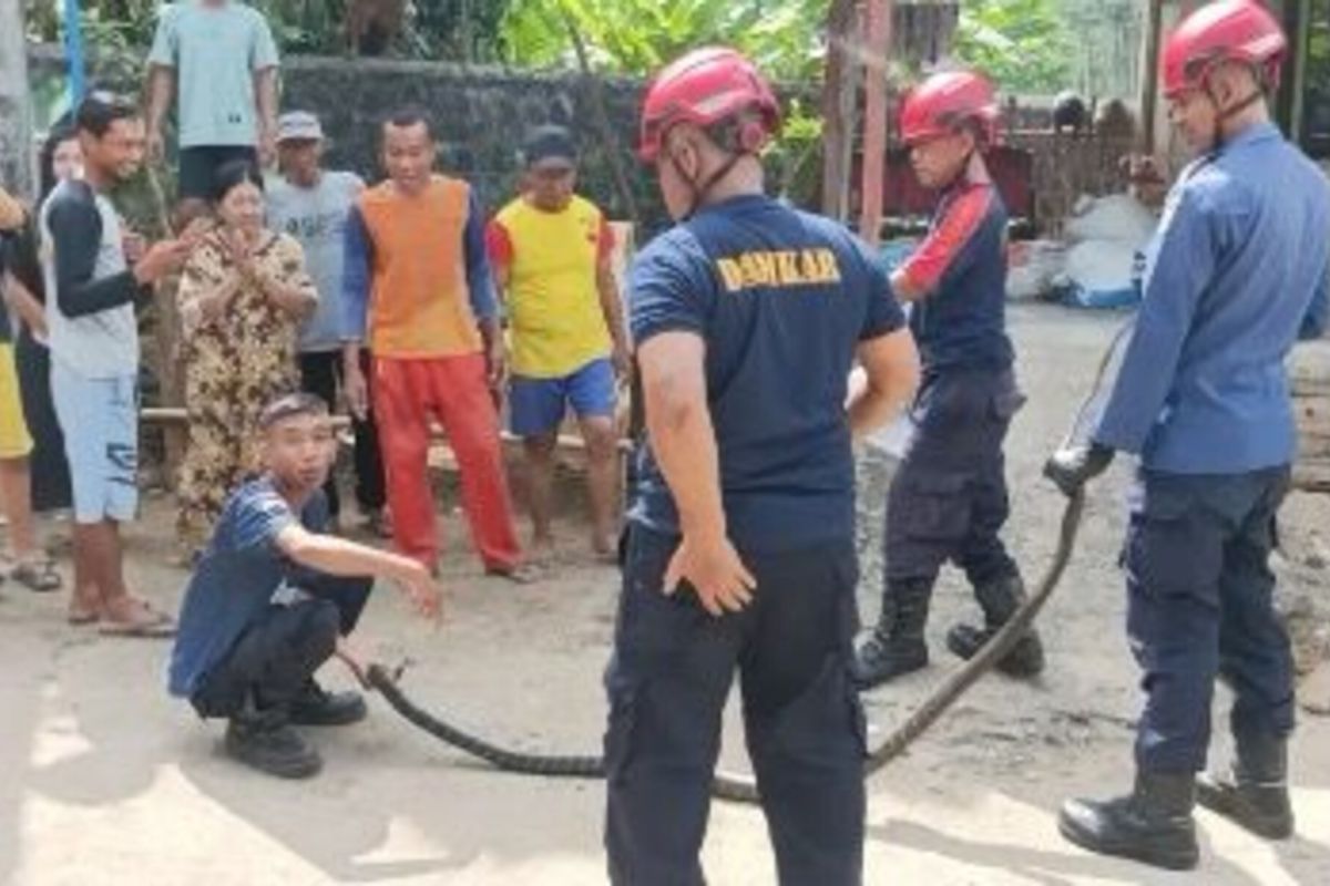 Petugas damkar evakuasi king kobra dari rumah petani di Pacitan