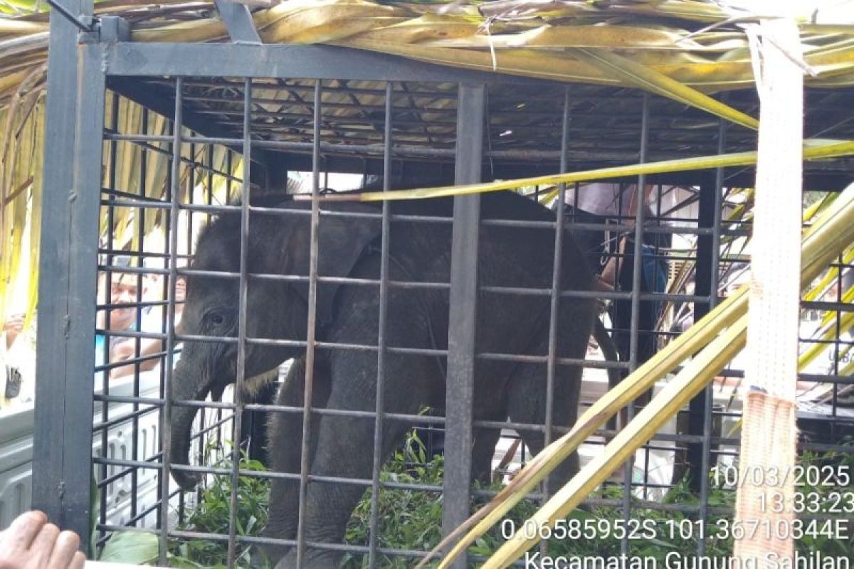 BBKSDA Riau evakuasi anak gajah Sumatera yang terpisah dari induknya di Kampar