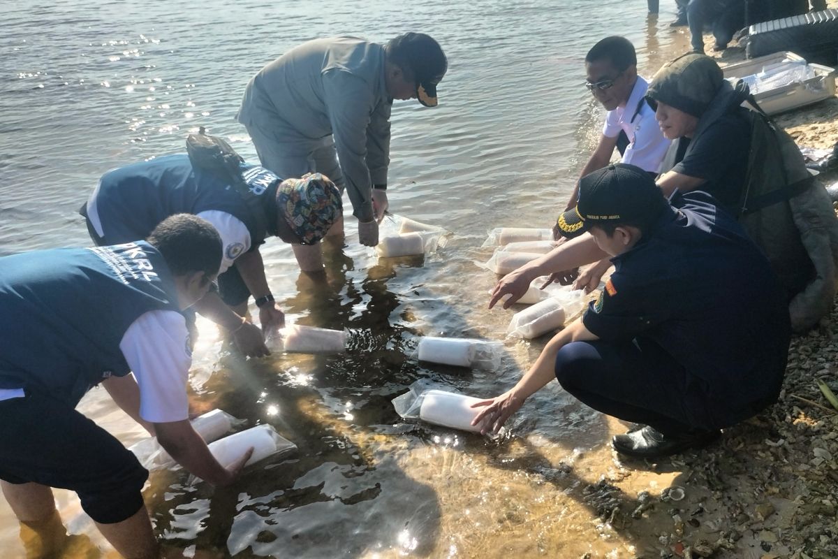 Bakamla lepaskan 60.000 bibit lobster ke kawasan Kepulauan Seribu