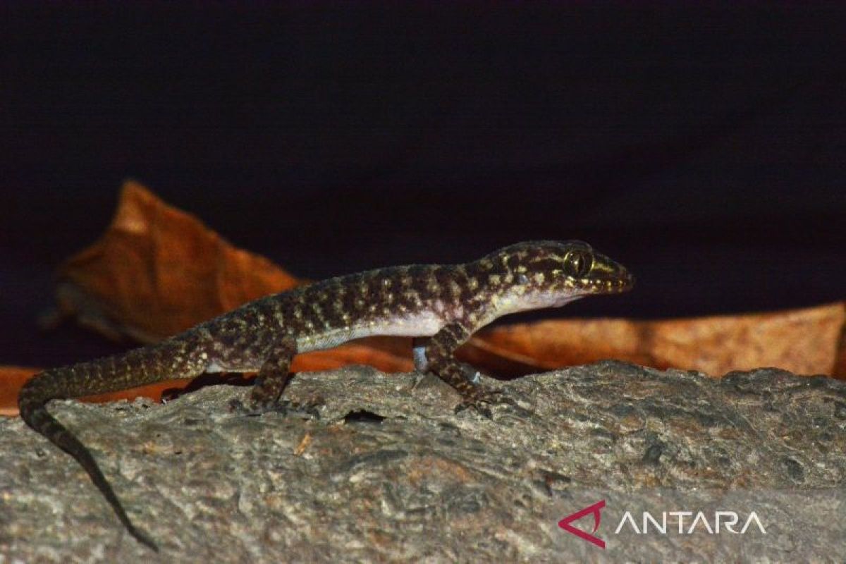 Indonesia's BRIN announces discovery of new gecko species in East Java