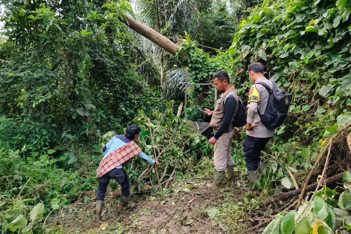 BKSDA: Harimau cacat masuk kandang jebak di Agam Sumbar