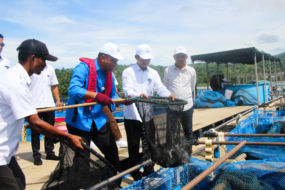 KKP pastikan stok kakap putih aman hingga Lebaran di Ambon