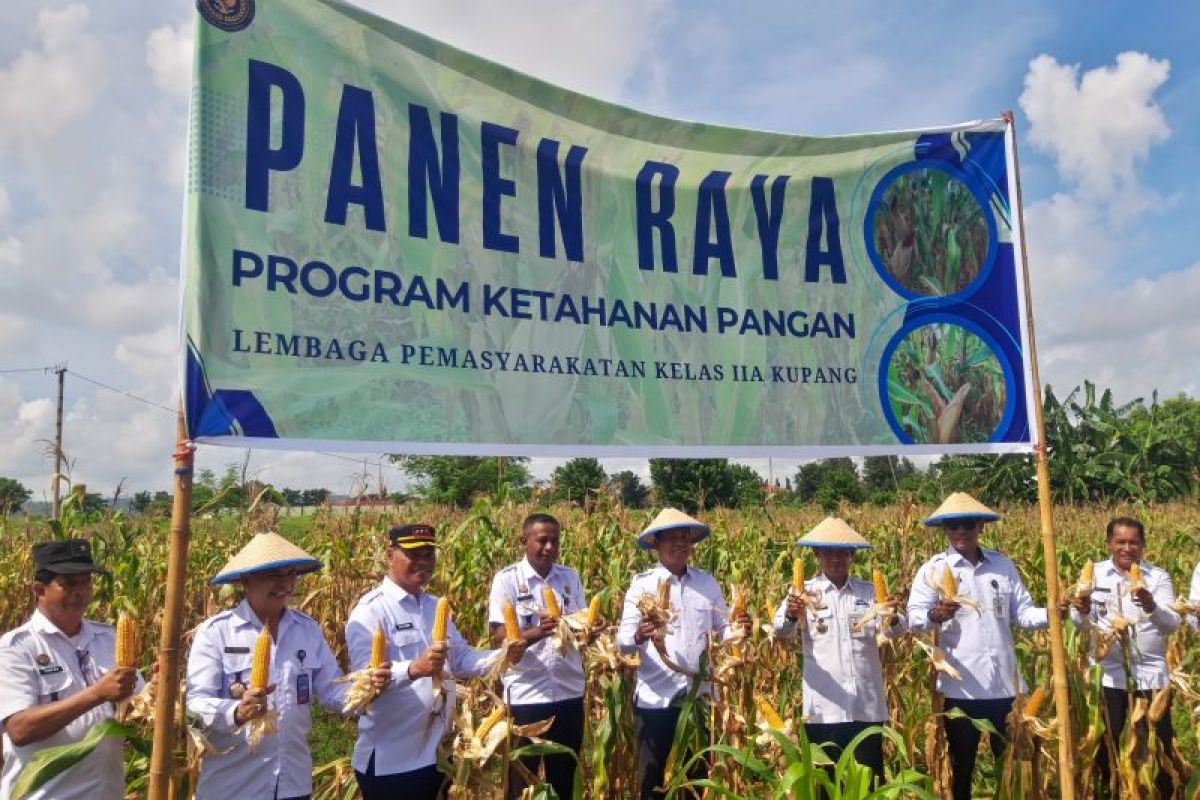 Kakanwil Ditjenpas NTT mengapresiasi panen raya jagung di Lapas Kupang